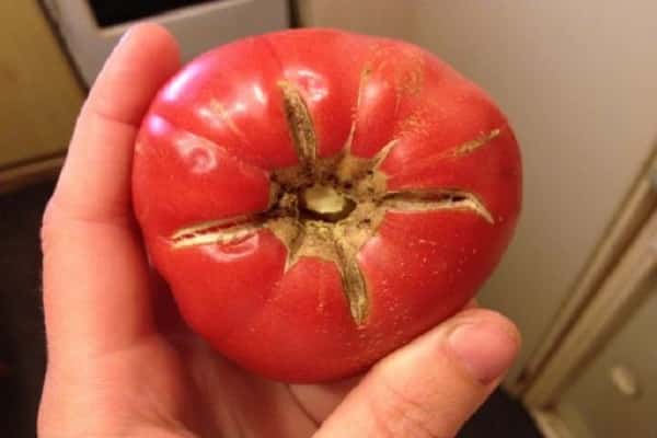 gebarsten tomaat