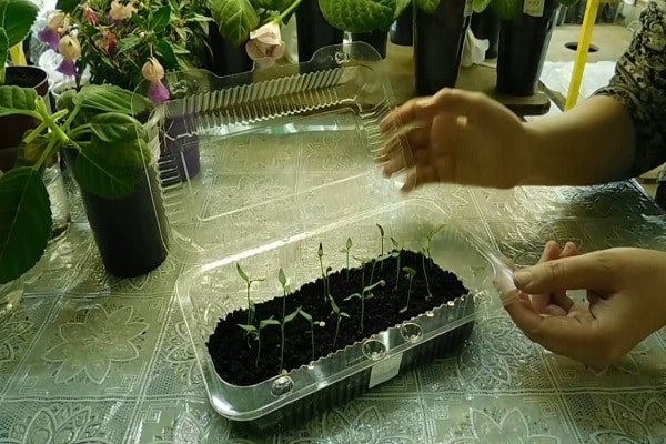 seedlings sprout