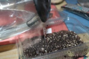Regole per la lavorazione e la semina dei pomodori in acqua bollente