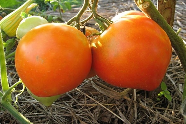 Keskikokoiset varhaiset tomaatit