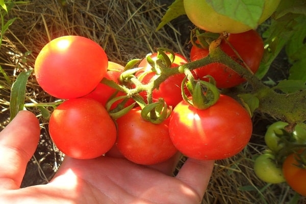 tomato Sanka