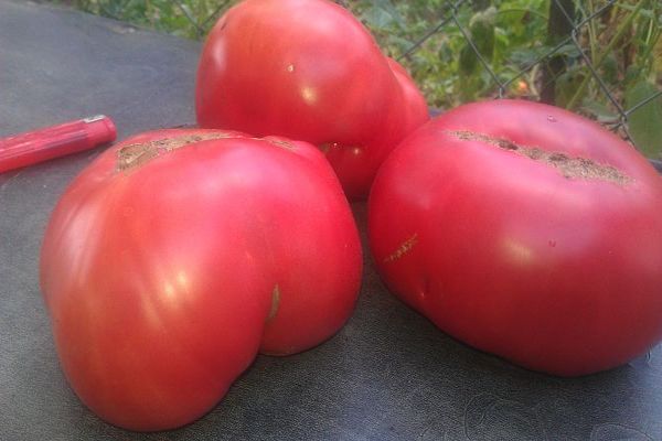 tomatensoort