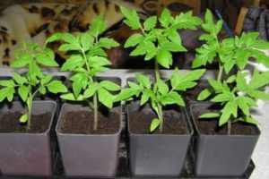 Wann und wie man Tomatensämlinge in Töpfe umpflanzt