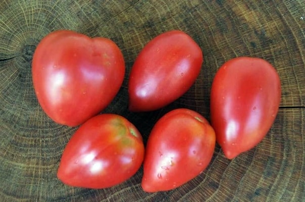 plameniak paradajka