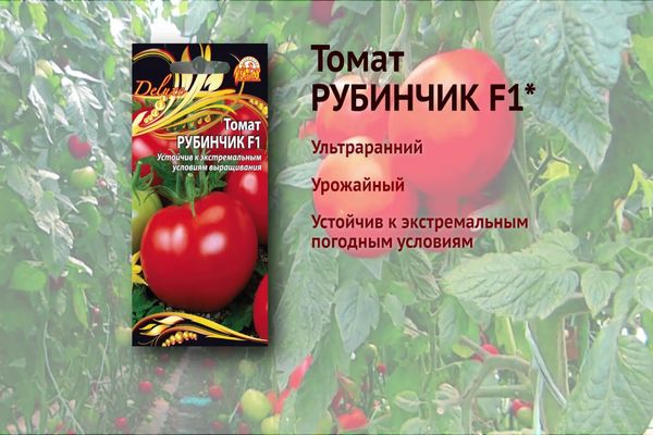 Rubinchik-tomaat
