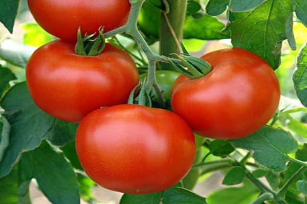 Kenmerken en beschrijving van de tomatensoort Rubinchik F1, beoordelingen van zomerbewoners