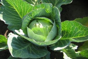 The best varieties of white cabbage seeds with names