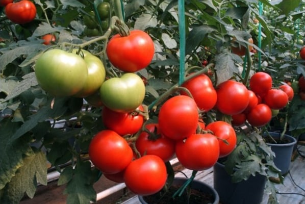 krzewy pomidorów Mongoose F1