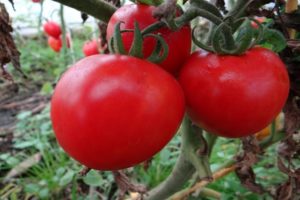 De bästa sorterna av självpollinerade tomatfrön för växthus och öppet fält