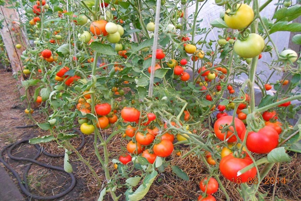 ein Bett aus Tomaten