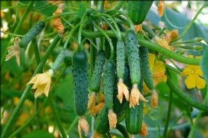 Characteristics of the Siberian garland cucumber variety, care features