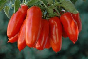 Kırmızı Icicle domates çeşidinin özellikleri ve tanımı