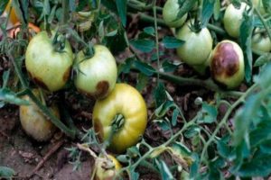 Kontrollåtgärder och förebyggande av stolbur (fytoplasmos) av tomater