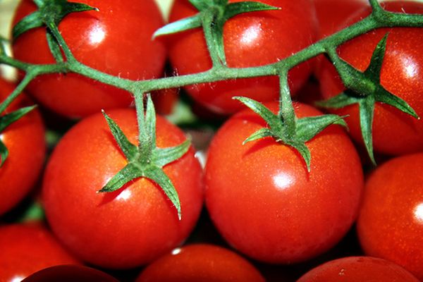 pomidorai ir virimas