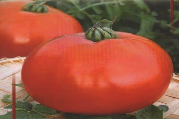 tomat høst