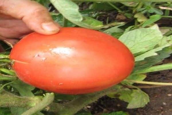pomidorų veislių rankinė