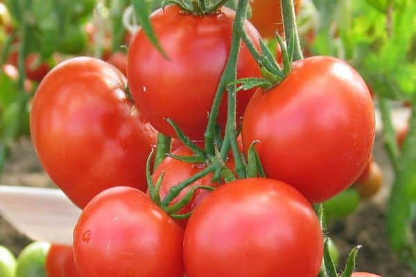 odrody paradajok