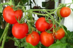 Pārskats par īpaši determinējošām tomātu šķirnēm siltumnīcās un atklātā laukā