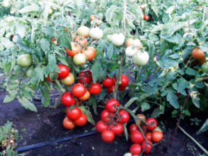 Descripción de la variedad de tomate Superprize y sus características
