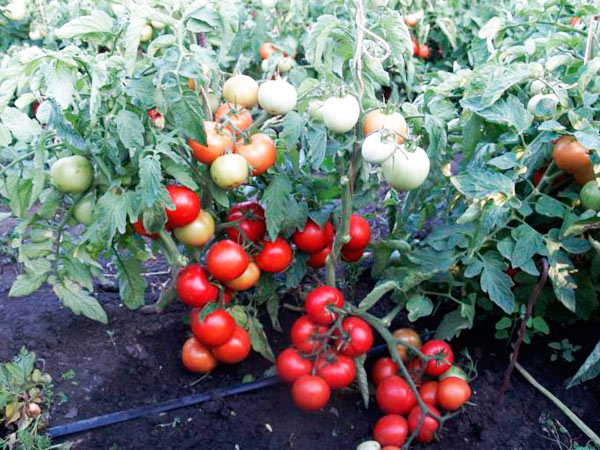 super premiu de tomate în câmp deschis