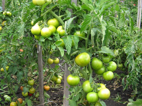zelená cena paradajkových kríkov