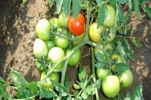 rijping van tomaten