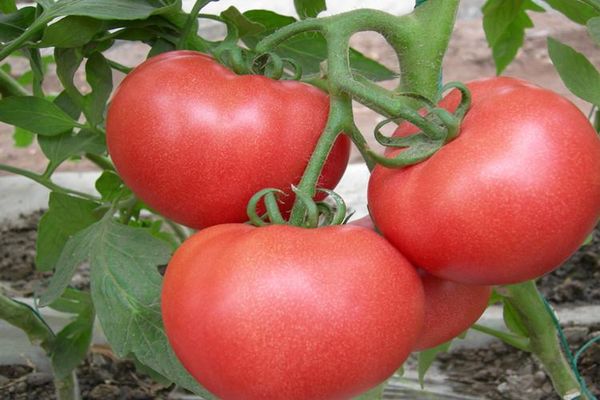 tomatenstruiken