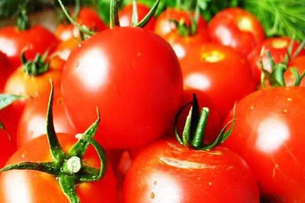 persistencia de tomate