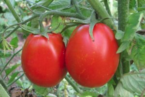 Beschrijving van het tomatenras Adeline en zijn kenmerken
