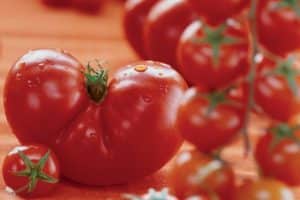 Descripción de la variedad de tomate Admiralteysky y sus características.