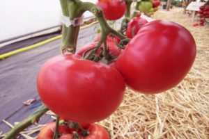 Descripción de la variedad de tomate Afen, su cultivo y cuidados