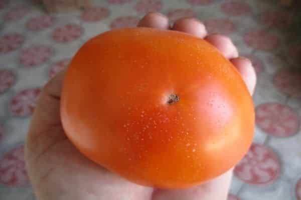 Veľké paradajka