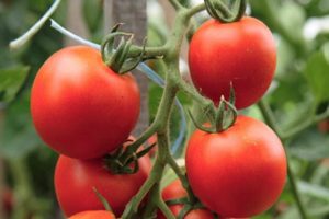 Kuvaus tomaatti Ivanhoe-lajikkeesta ja sen ominaisuuksista
