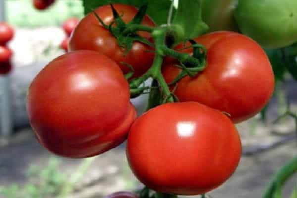 sappige tomaat