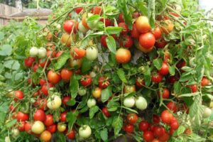 Pomidorų veislės „Alenka“ aprašymas ir jos savybės