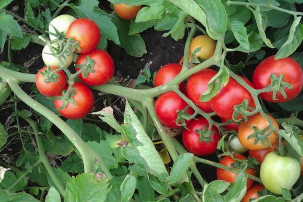 Pyöreät tomaatit