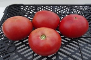 Descripción de la variedad de tomate Alesi y sus características.