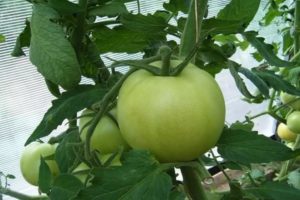 Descripción de la variedad de tomate miel Antonovka y sus características.