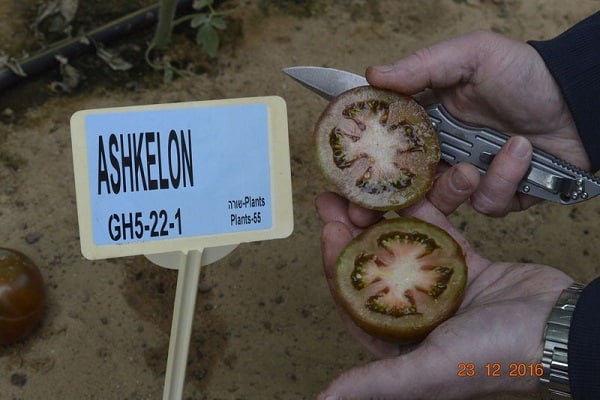 ashkelon tomato