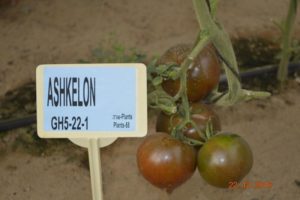 Descripción de la nueva variedad de tomate híbrido Ashkelon F1