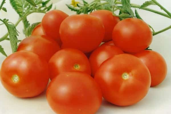 pomidorų aurora