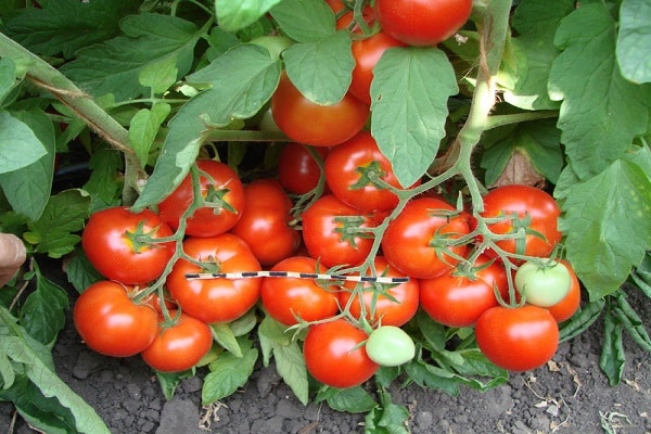 tomates de maduración temprana