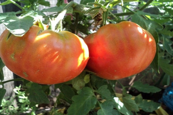 grote tomaat