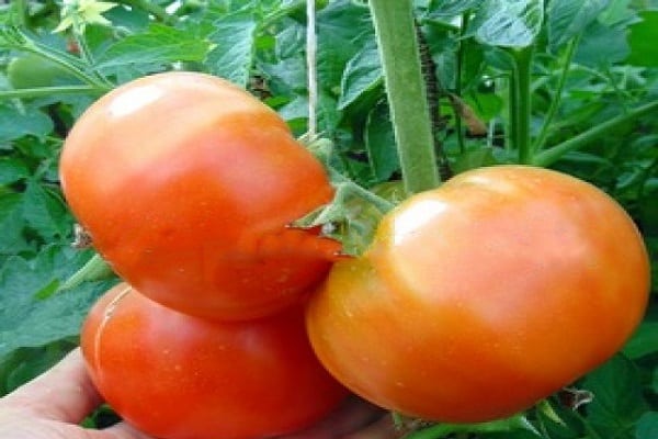 Berdsky pomidoras
