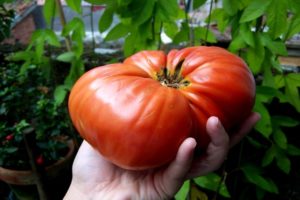 Description of the tomato variety Berdsky large and its characteristics