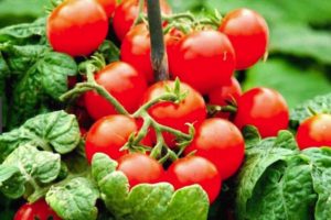 Descripción de la variedad de tomate Ladybug y sus características