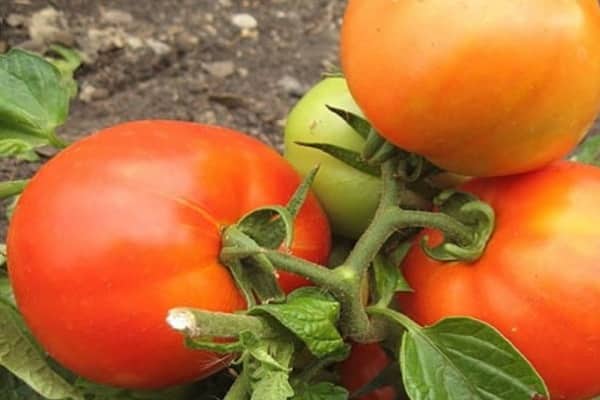 tomaten damast