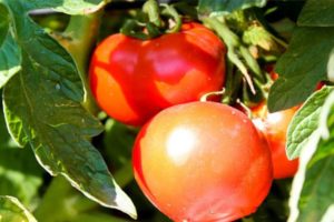 Mô tả về giống cà chua Bulat và đặc điểm của nó