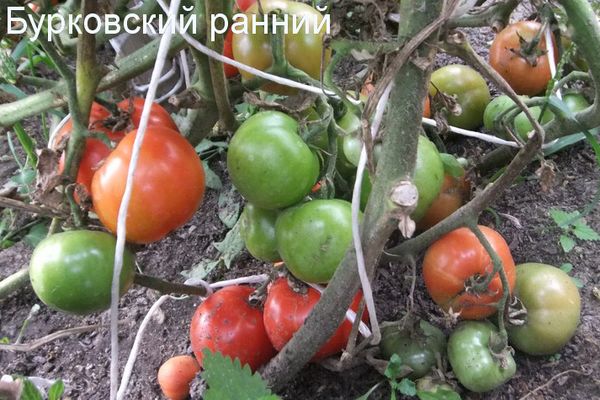 Büyüyen domatesler