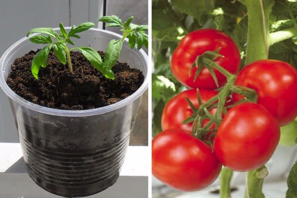Uprawa pomidorów